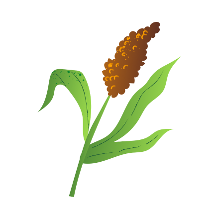 Sorgo