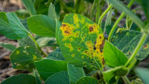 Estrés de soja por Glufosinato