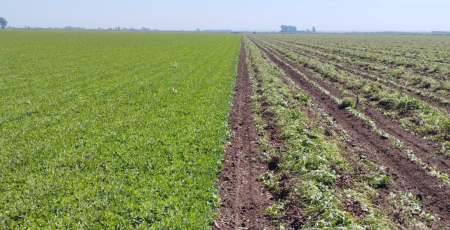 Cultivo de maní sano