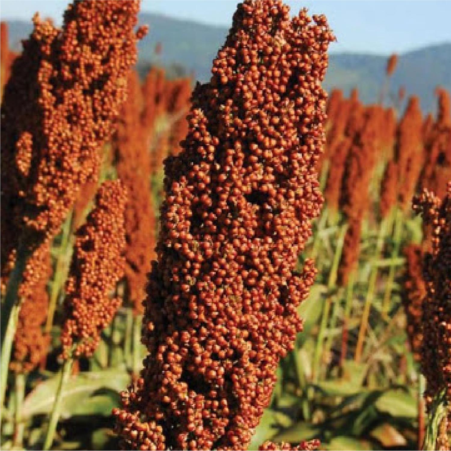 sorgo