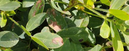Manchado foliar de cultivo de maní