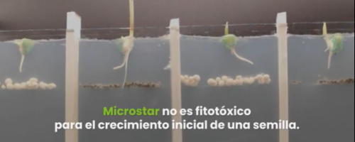 Ensayos en condiciones controladas junto al Laboratorio INVIVE de la UNLP donde se trabajó con Microstar PZ BIO vs MAP, aplicados en iguales condiciones muestran como con Microstar hay eficiencia desde el arranque.